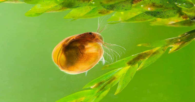 egg to seed
